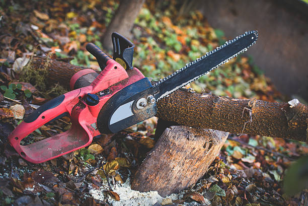 How Our Tree Care Process Works  in  Sidney, MT